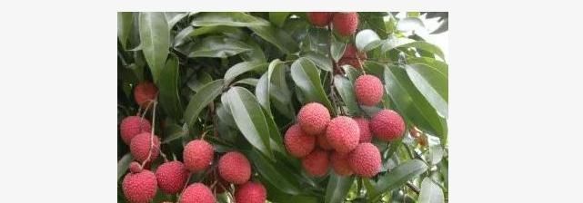 槟榔|你不知道的4种水果, 尽量少给孩子吃, 尤其最后一种!