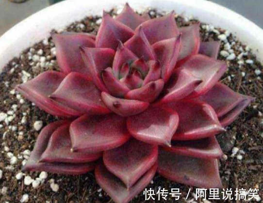 精挑细选32种多肉植物，1分钟掌握养护技巧，非常实用