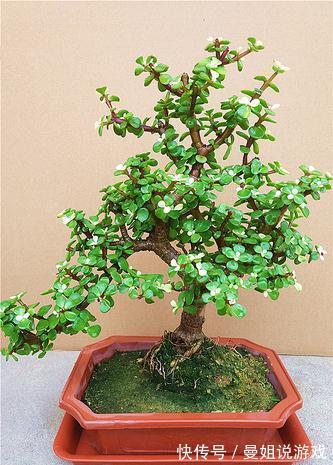 6大“富贵花”,能养几十年,花大雍容又华丽,能养成“传家宝”