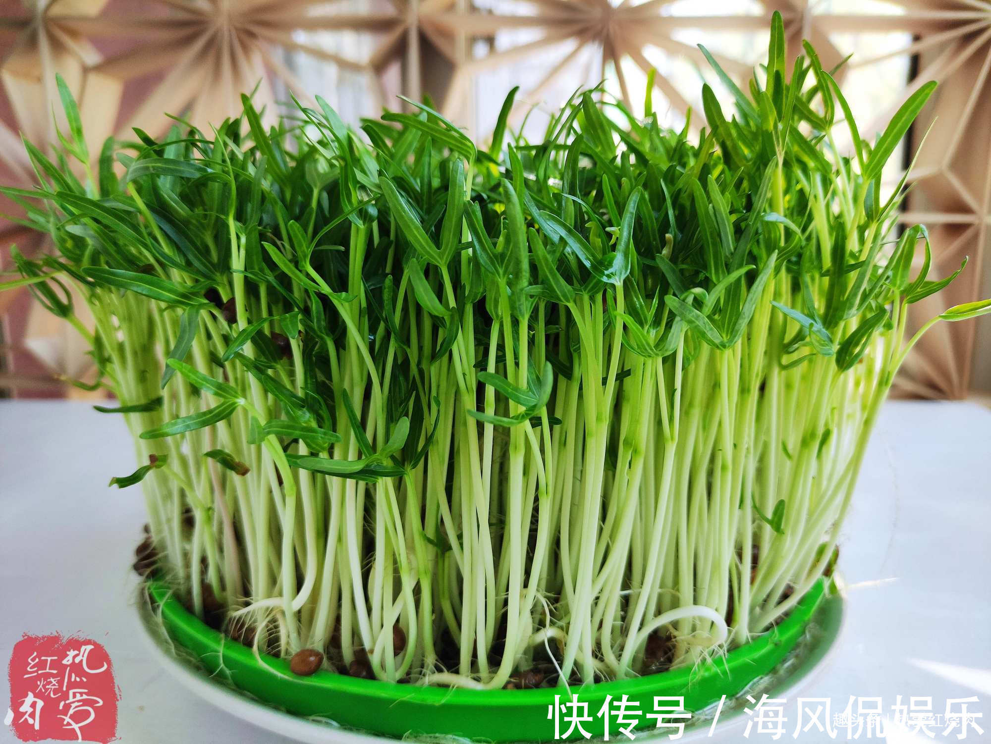 以前空心菜都是买着吃,这回用菜籽自己种的,不用土11天就能吃了