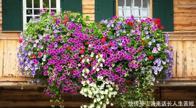 长春花|六月逛花市,看到几种便宜花,喜欢的可以入手,超级爱开花