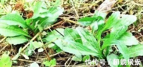 马兰头|有痔疮的人,不用动手术,常吃这些食物,痔疮慢慢就会消失