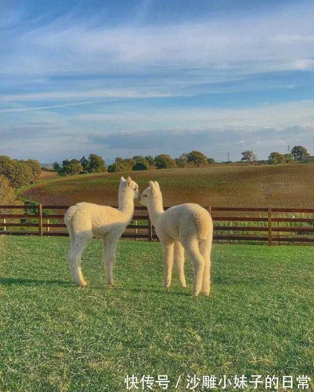 |幽默笑话:老布莱克喜爱猎熊,可偏偏视力又不大好,曾几次差点把人当熊来猎击。