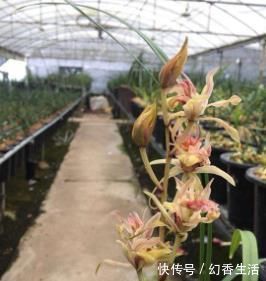 桂花|此花,比荷花漂亮,比桂花还香,好养又好看,值得拥有