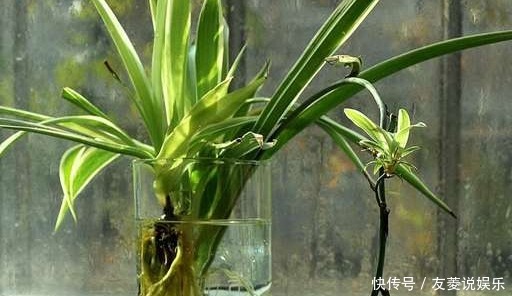 8种最适合水培的盆栽植物介绍！不用照顾就能活，养花杀手的福音