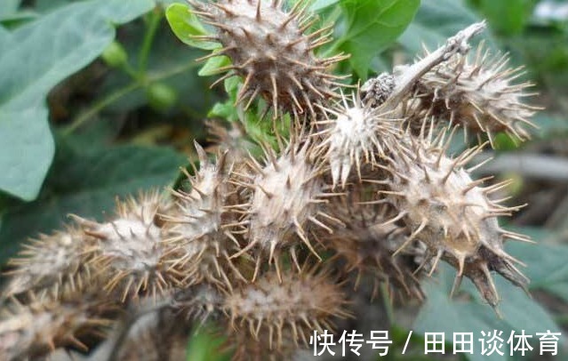 春天粘在衣服上的“小刺猬”，遇到摘回家，收获3大功效