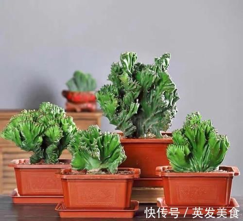 浇水|最适合懒人养的5种花,省心又好养,偶尔浇浇水就可以活
