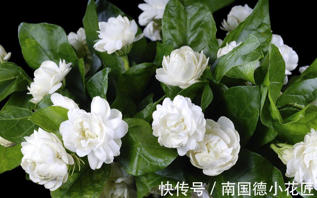 铜钱草|天热5种花天天浇水也没事，就怕缺水，养护时要留意