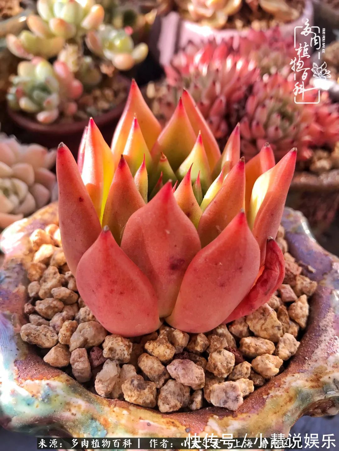 肉如人生，遇见多肉，遇见美！附个人多肉养护经验！