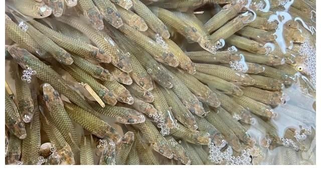 江西水库麦穗鱼泛滥？其实它已入侵34国，欧洲早就成“重灾区”