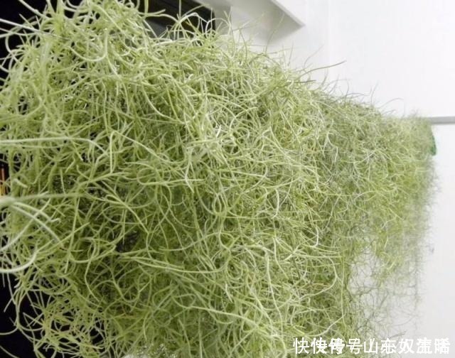 绿萝|耐阴花不止吊兰、绿萝,有“8种花”放北房间也能长成“美瀑布”!