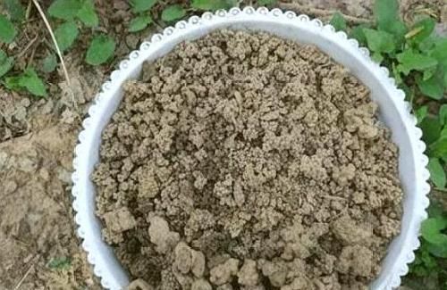 养花就用“它”,比生根水、生根粉要厉害“1倍”,养啥都能旺