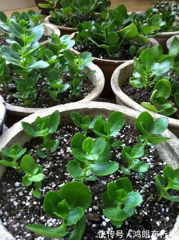 秋天快扦插，10种花不用买，掰个枝子插土里，嗖嗖生根，成活率高