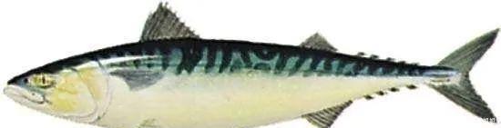 青占鱼有毒 不能吃真正不能吃的其实是 快资讯 青占鱼有毒 不能吃真正不能吃的其实是 快资讯