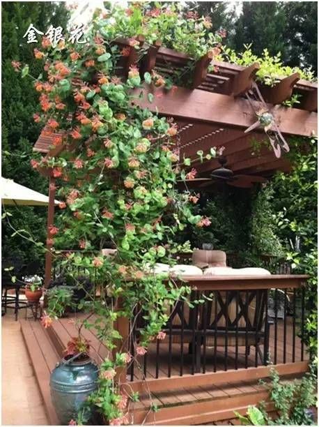 爬藤攀援植物的独立王国 快资讯