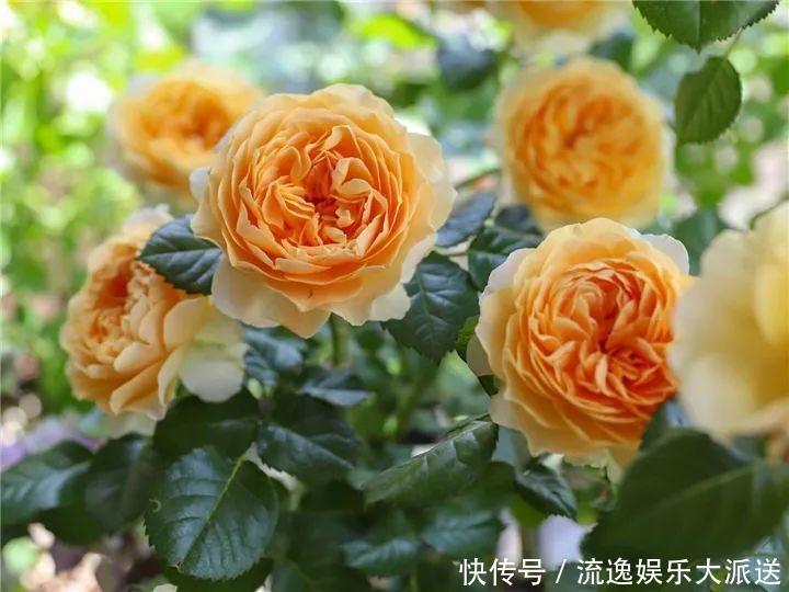 香草类|立夏后养花,别偷懒做好这3件事,长的快不生虫!