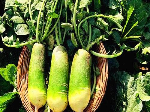 东北人参凤阳梨，难及潍县萝卜皮