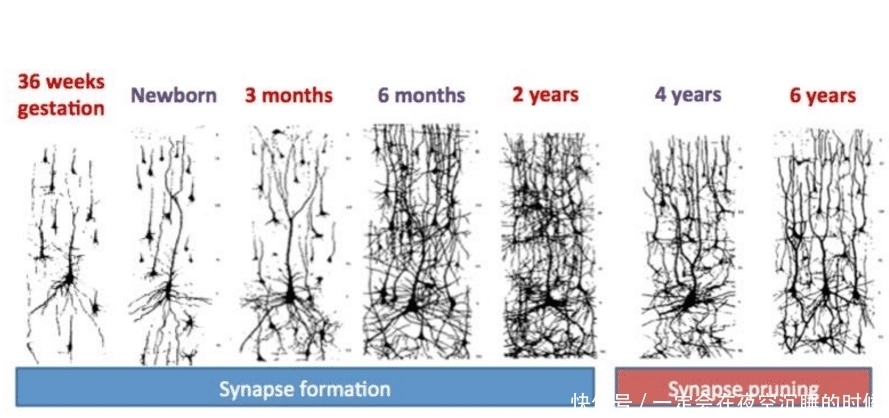 环境刺激|斯坦福大学研究发现:想要促进孩子大脑发育,家长要坚持这4件事