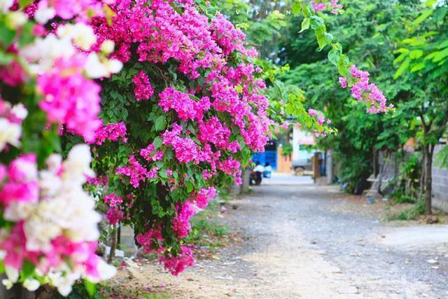 桂花树|路边见到“2种树”,随手摘个小枝条,插土就活,呼呼发根系