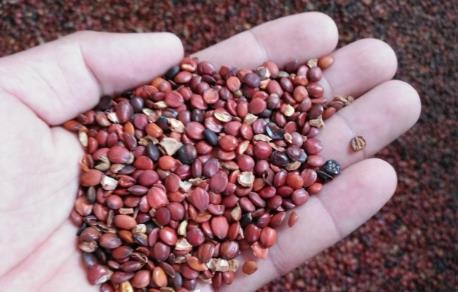 酸枣仁|经常失眠怎么办这种宁心安神的食物，或会助你解决失眠！