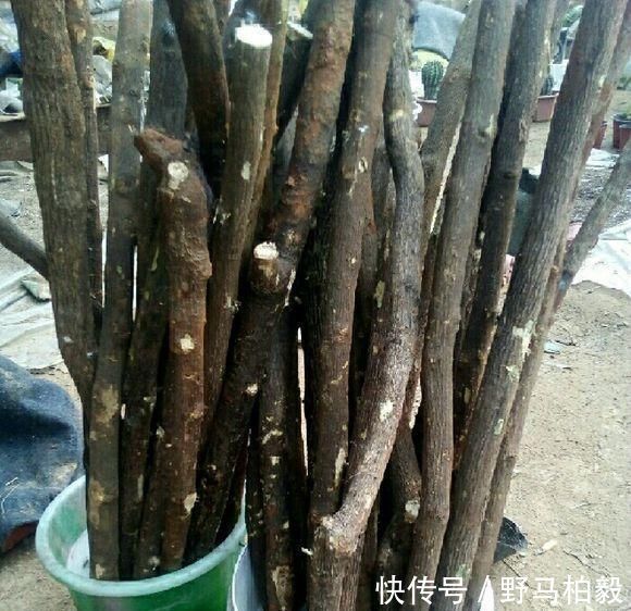 这2种大粗杆插土里，2周能生根，成活后还可以做成盆景造型