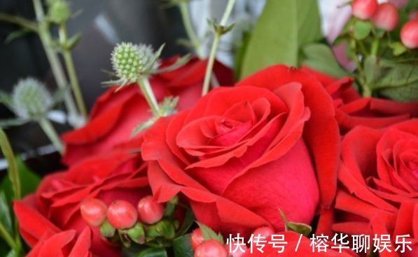 喜欢赏花,不如养盆优良玫瑰“卡罗拉”,花开红如焰火,绚丽典雅