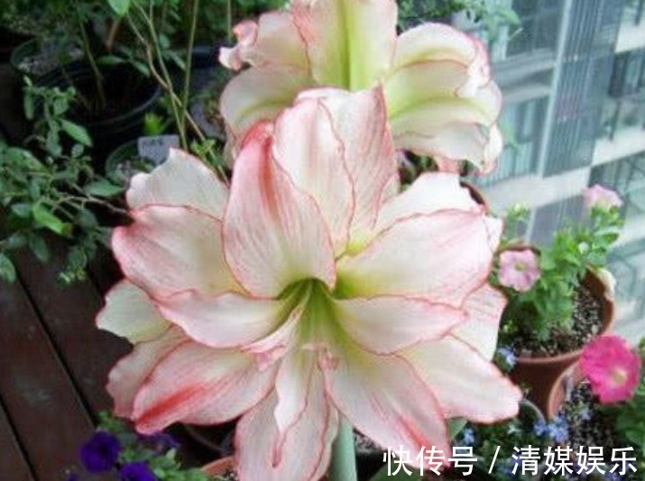 无尽夏|适合夏季养的花,好活易爆盆,花色柔美,花朵烂漫迷人,美爆了