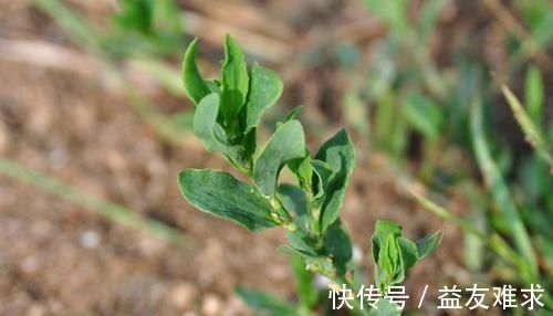 农村|农村一种似竹子的野草,过去常用来喂猪,但营养高,煲粥味道鲜美