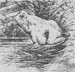 枫烯鲨酸|六张老年痴呆查验图,全答对说明离痴呆很远,家中有老人速测!