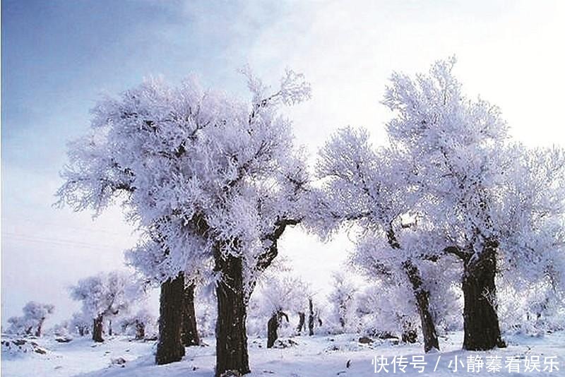 冬季塔里木胡杨，傲雪凌霜，胜似仙境！