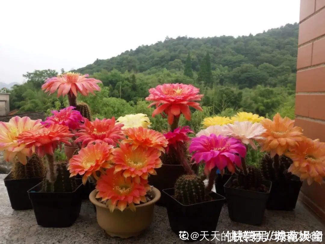 耐旱|超级耐旱花，整个冬天不浇水，还能胖一圈