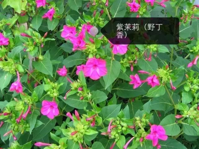 150种常见植物及花卉，你认识几个？