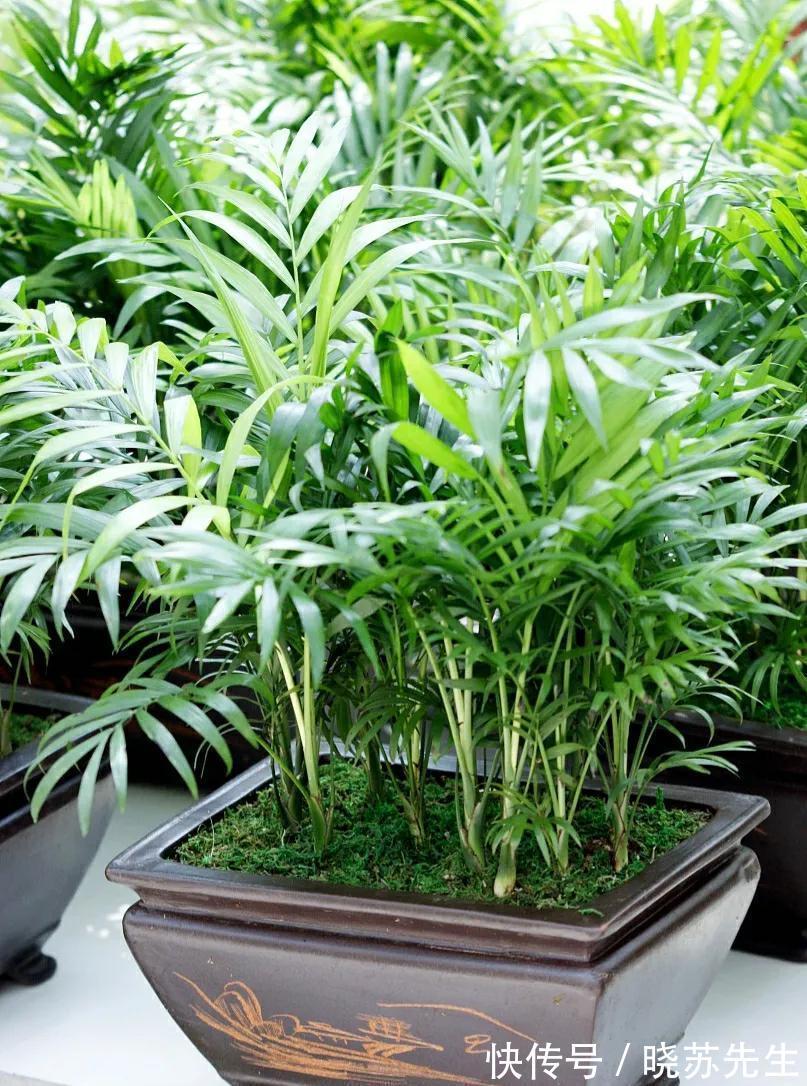 1种绿植适合冬季客厅养，清新空气效果好，美观大方，养起来简单