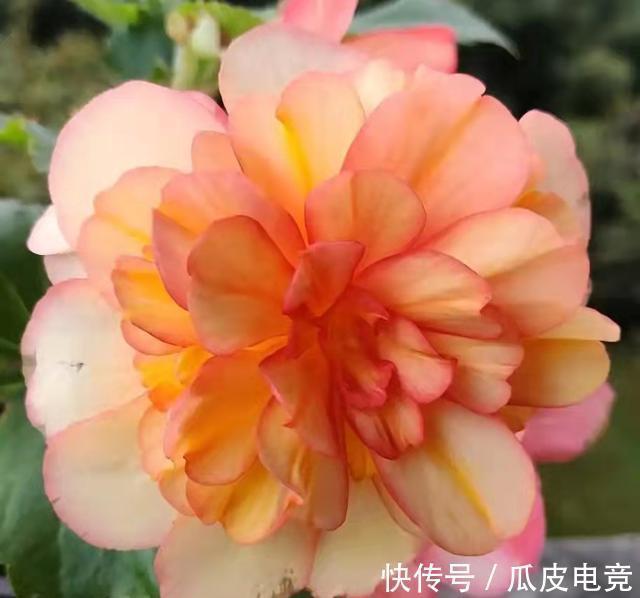 散光|这4种漂亮的花,有点散光就能开得灿烂,天冷也不怕