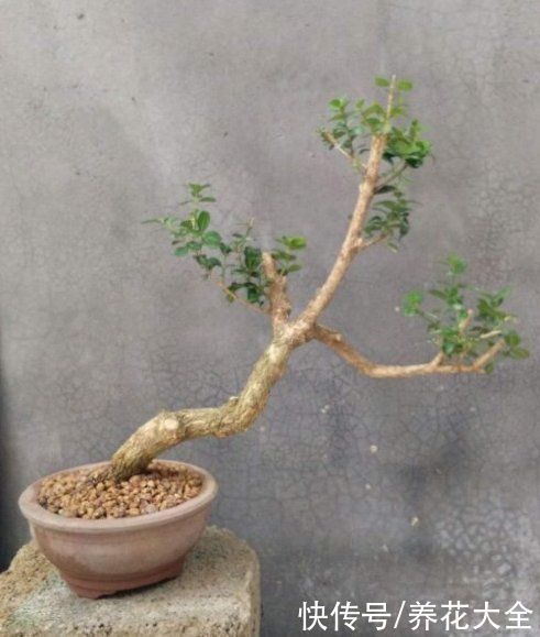 1种“天然矮”的植物，无需矮化，打造天然的瓜子黄杨盆景