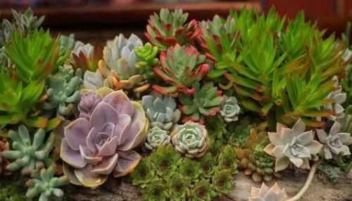 寒潮来袭，阳台养的多肉出现“这3级”冻伤，别扔掉还有救！