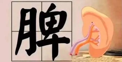 脾胃|脾胃虛弱,身體多病用這個健脾食方調養,你會慢慢變好