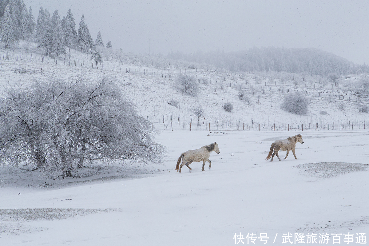 赏心悦目|雪色浪漫，美景养眼，素人美女镜头下的仙女山大片，赏心悦目