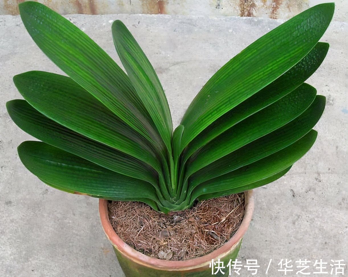 浇花|秋冬天养花,三种水不能拿来浇花,易黄叶烂根,养花人速看