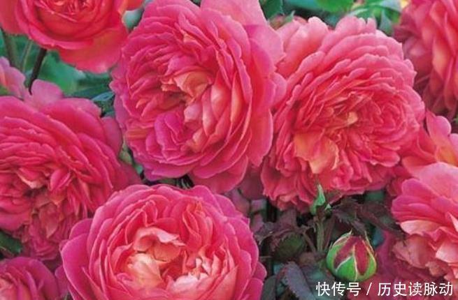 颜值|4种花漂亮有才华,还特别好养,呼呼开花,颜值超高的