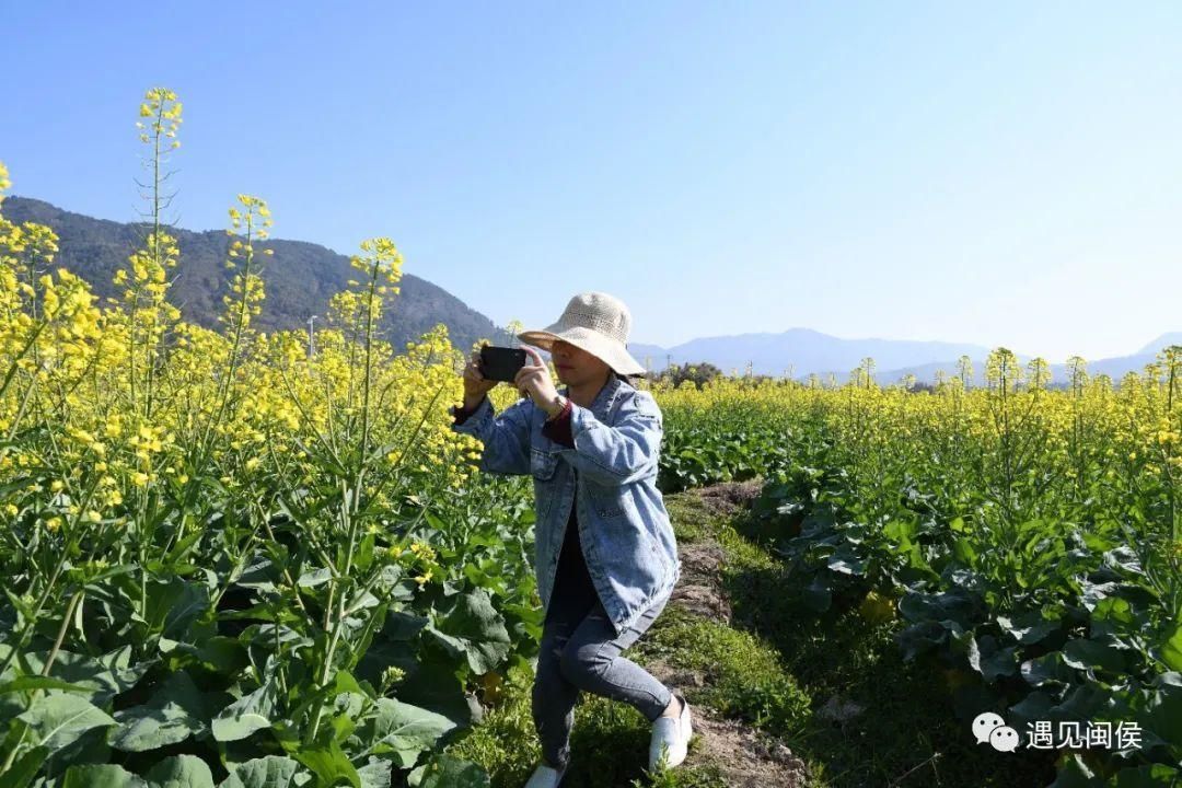 金色花海！福州油菜花开了！【区县头条】