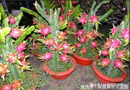 能吃能观赏的火龙果,如何盆栽教你两招,来年还能吃上果实