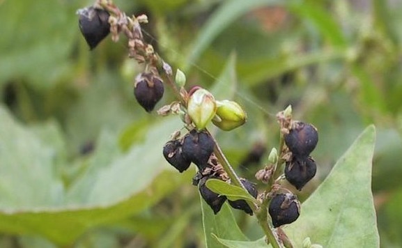 苦荞|阿司匹林的“同行”被找到,不仅防血栓,还能预防血管变硬变脆