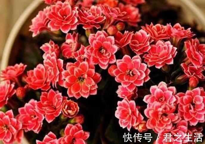 长寿花想继续开花,3件事情不能做,否则只长叶,很难再次开花!