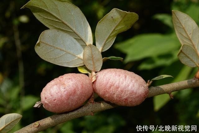 张挺|比大熊猫还珍稀的极危植物,消失百年后从天坑“归来”