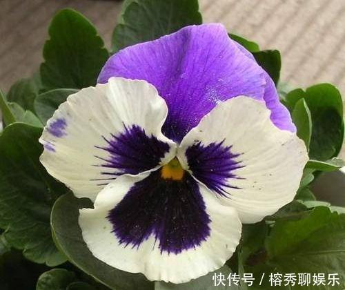 最香的“4种花”,好养又漂亮,花香醉人,谁养谁喜欢