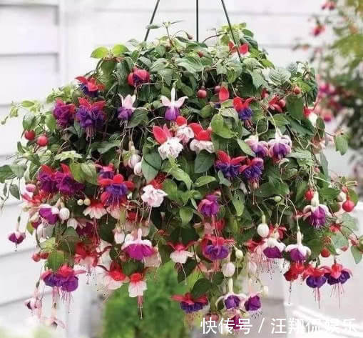 “5种”可吊起来养的花，好养易爆盆，开成大花球，开出100朵美翻