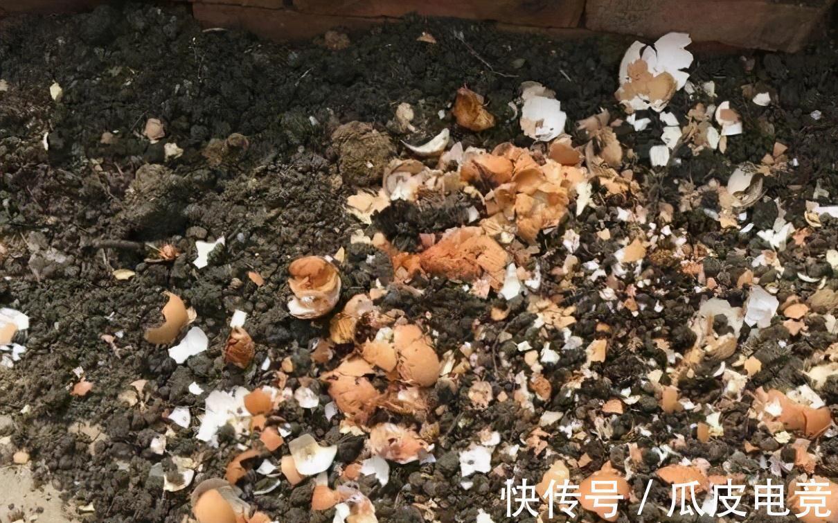 青菜叶|大爷把3种垃圾丢盆里，虎皮兰却越窜越高，花友说这真是高手