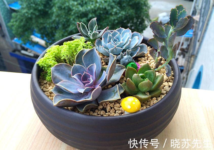 养分|冬日养多肉难出状态?做好5件事,茎叶长得又肥又艳