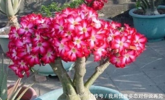 花盆|这3种花不喜欢大盆，盆越小开花越多，越不管它，越蹭蹭的长